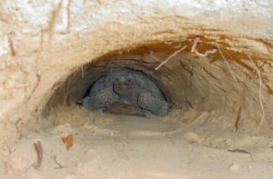 gopher turtle, 2
