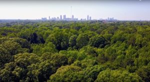 Ormewood Forest