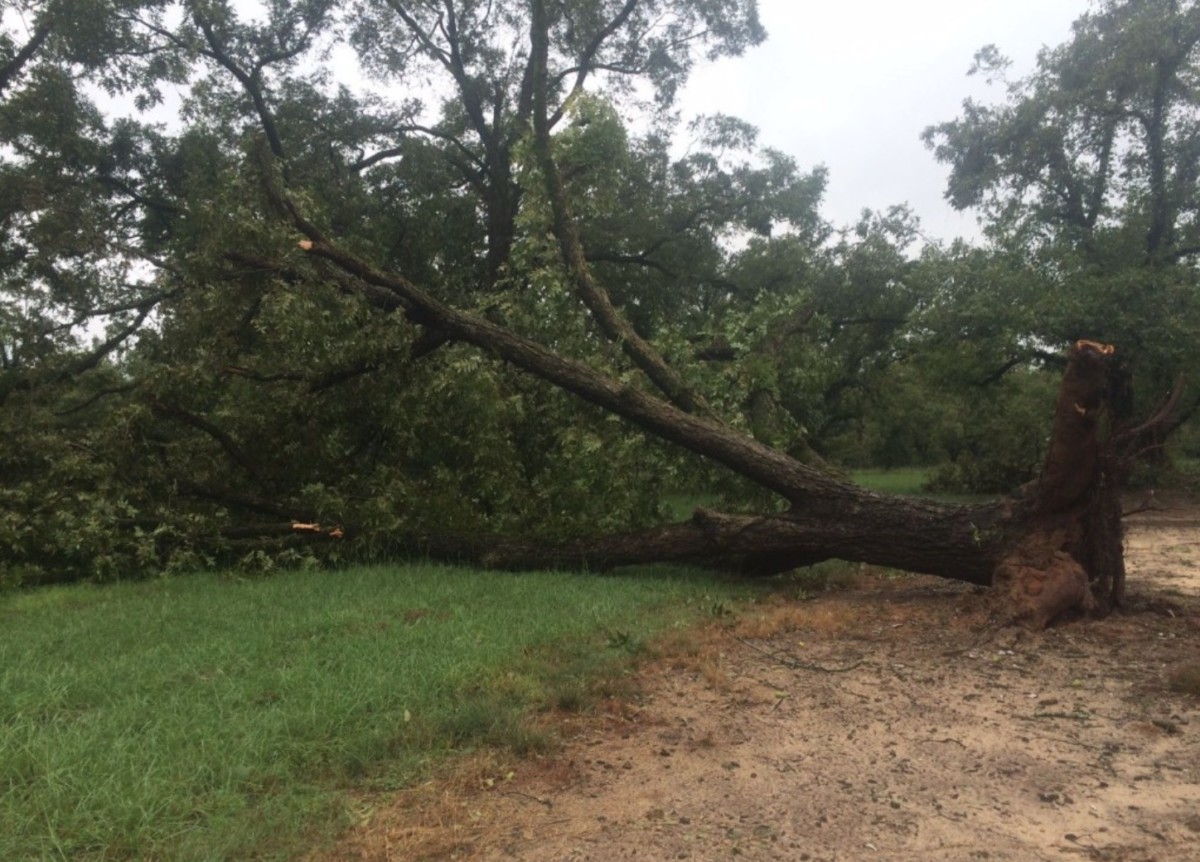 irma pecans