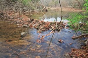 Proctor Creek