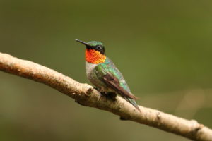 Ruby throated Hummingbird