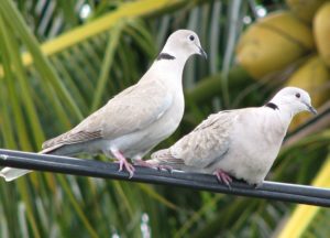 Eurasian Collared-Dove, audubon