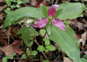 persistent trillium