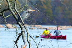 Chattahoochee, heron overlooking Canoists