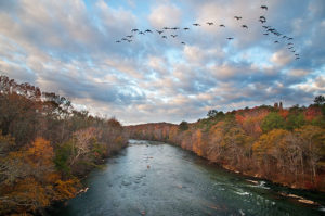 Chattahoopchee, geese flying over I-75 bridge