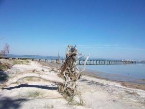 apalachicola, tree