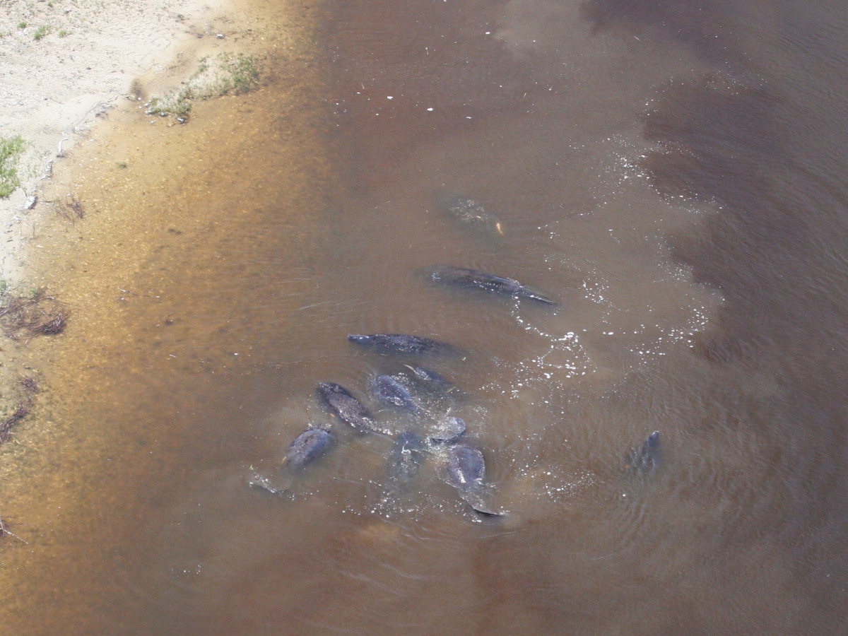 manatee herd