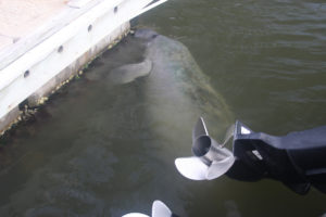 manatee under boat