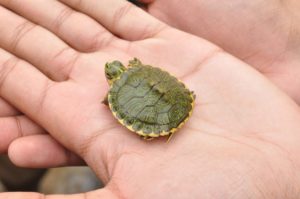 SLS Tiny Turtle Pet Memorial