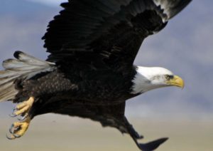 bald eagle