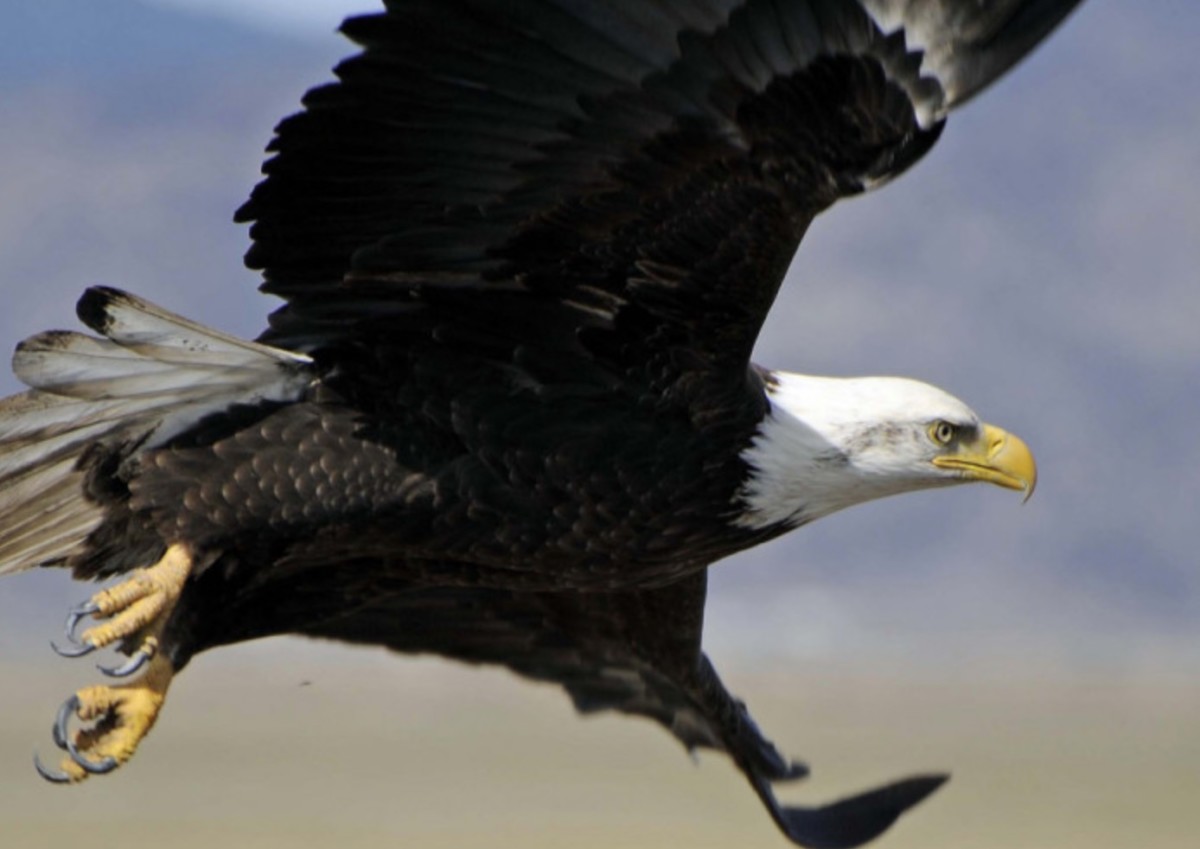 bald eagle
