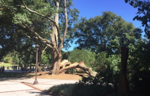 Georgia Tech, tree down, big al
