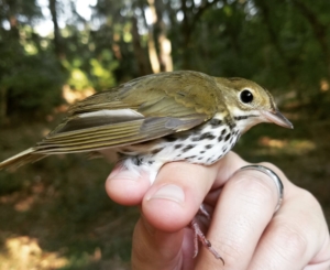 Bird building survivor