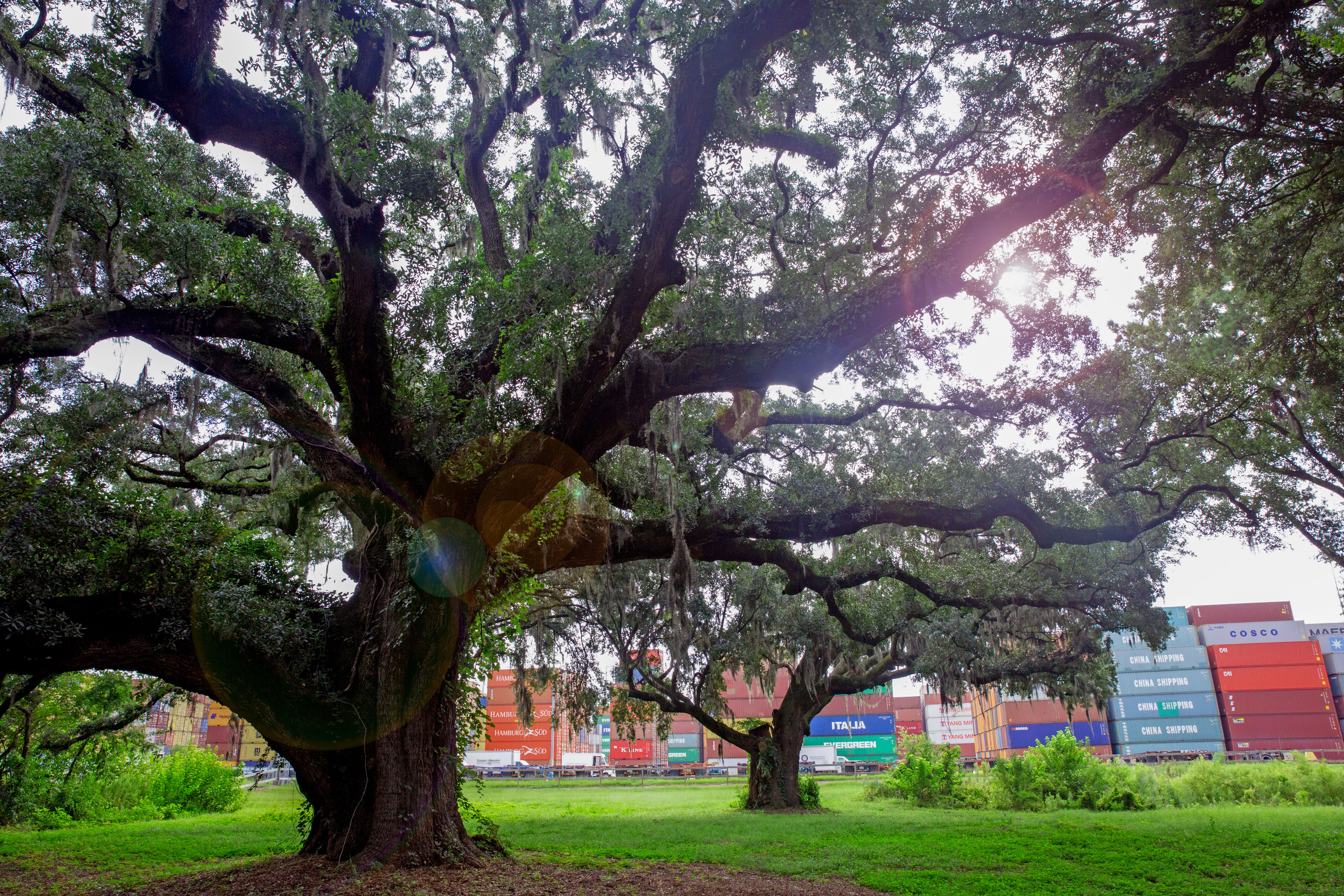 Garden City Terminal Historic Oak