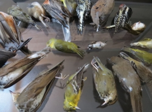 bird building collision, collection