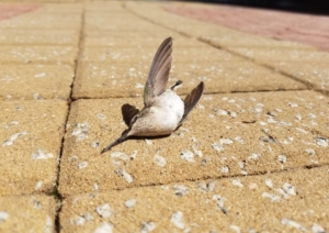 bird building collision, ruby throated hummingbird