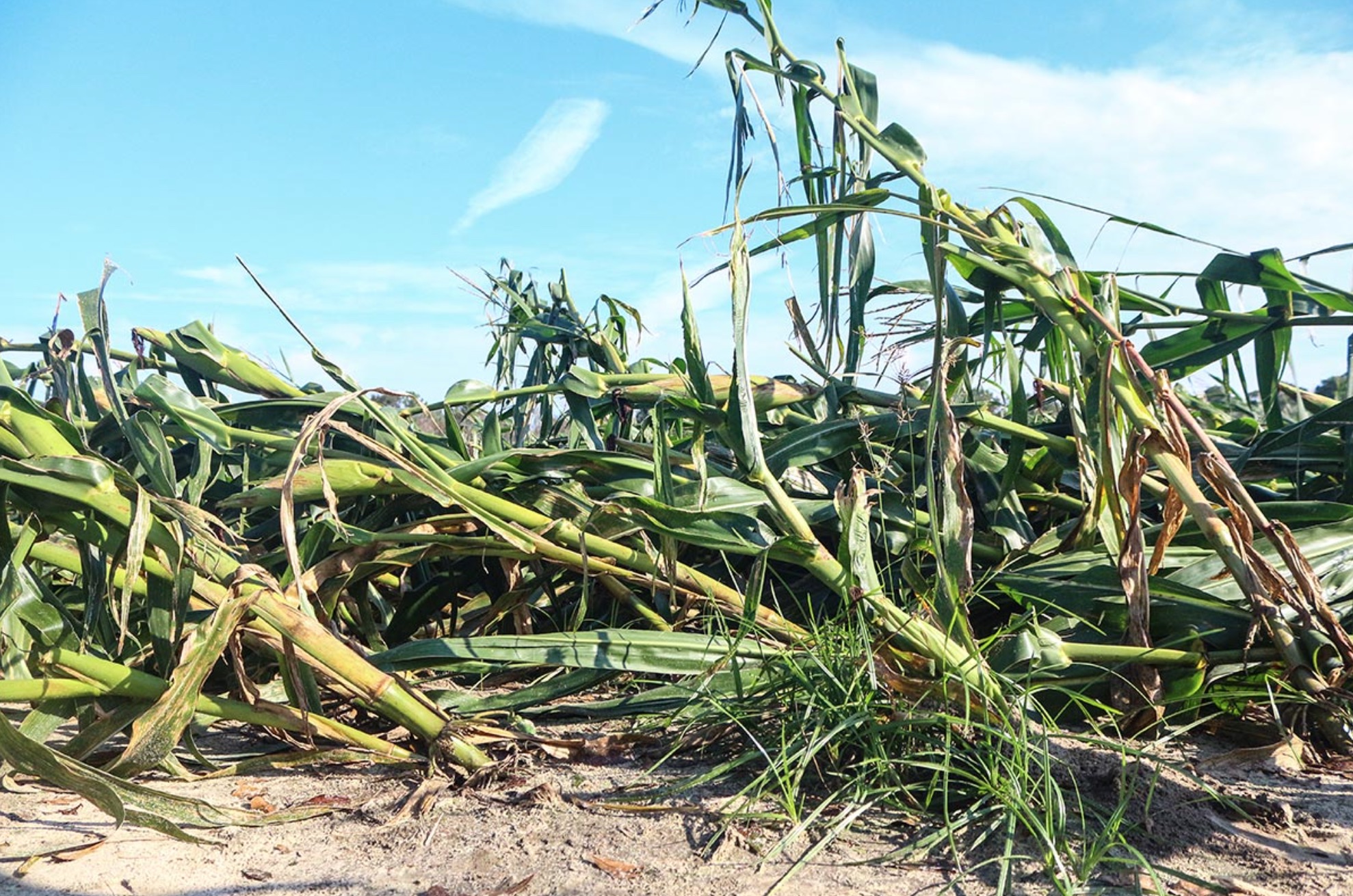Hurricane Michael, corn