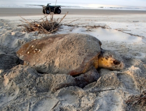 Loggerhead turtle nesting