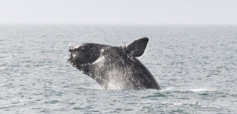 right whale, fisheries.noaa
