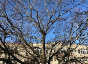 tree, candler park drive, mary lin elementary