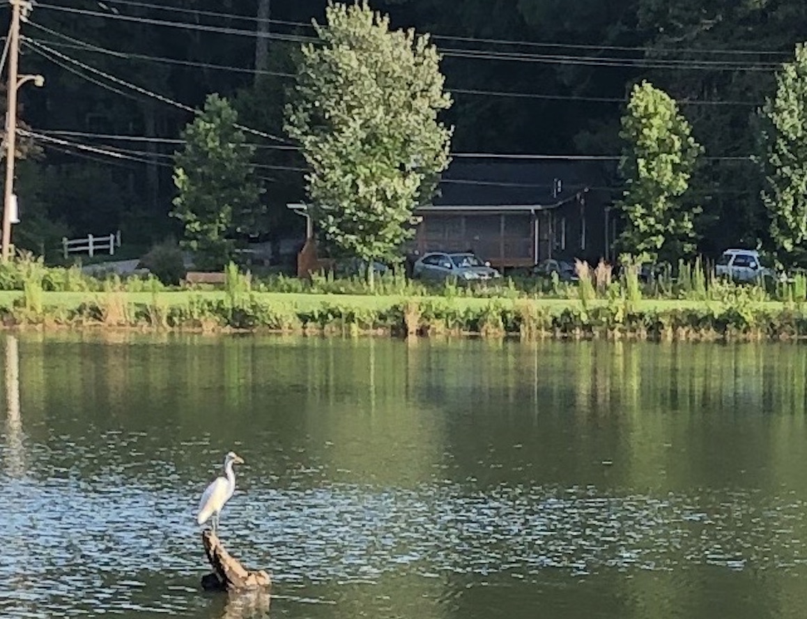 pine lake