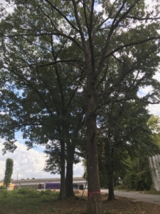 Turner Street, tree