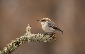 brown-headed nuthatch