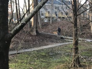 Allen Road Park, dog walker