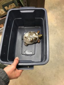 Chattahoochee Nature Center, turtle