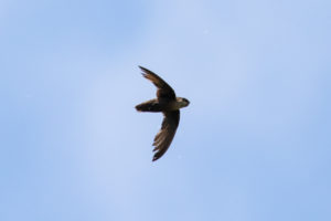 Chimney Swift by Shawn Taylor