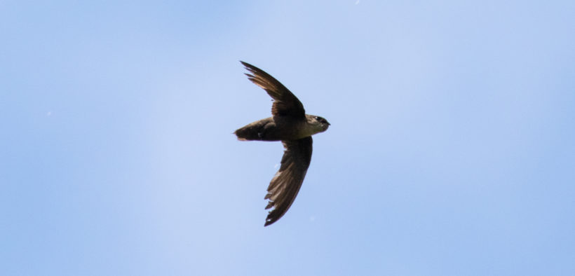 Chimney Swift by Shawn Taylor