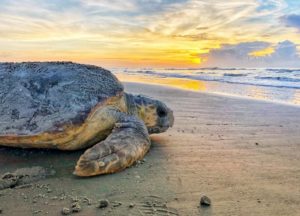 Dawn-nesting loggerhead on Ossabaw Island by Caleigh Quick, DNR
