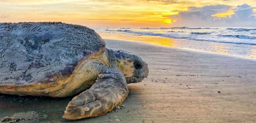 Dawn-nesting loggerhead on Ossabaw Island by Caleigh Quick, DNR