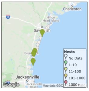 sea turtle nests 5:8