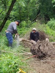 beaver dam, sharpening posts