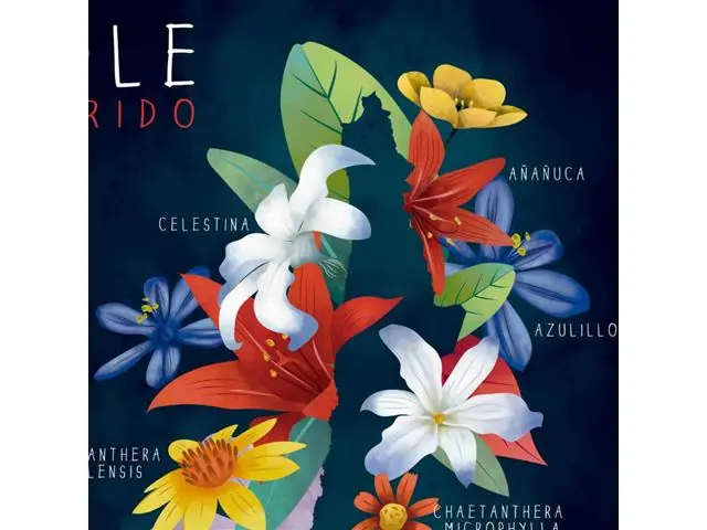 Chile Florido - Lámina