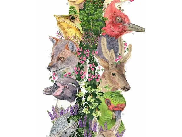 Mapa de Animales que Habitan Chile - Lámina