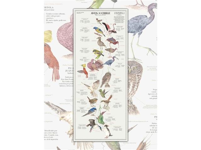 Aves de Chile Plumiferos Fantasticos - Lámina