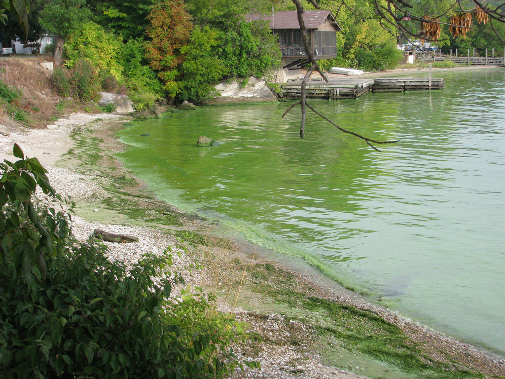 Unregulated thermal plumes can encourage poisonous algae growth and affect aquatic and terrestrial ecosystems.