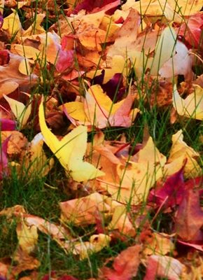 Autumn Collection Color MixPalette
