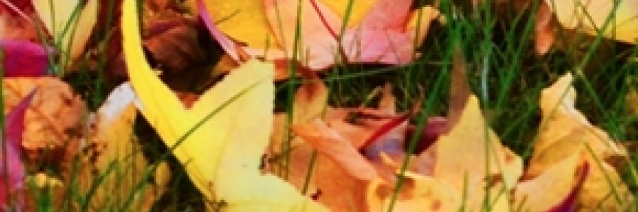 Autumn Collection Color MixPalette