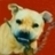 Gamedogs.org