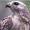 Grey Hawk