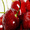 Prunus Avium