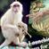 monkeybrush