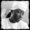 Sheshanna Donna-Maria Gray