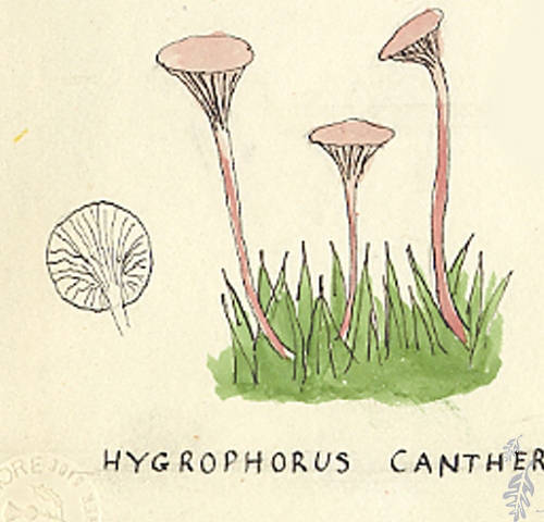 Botanical drawing of genus Hygrophorus and species cantherellus