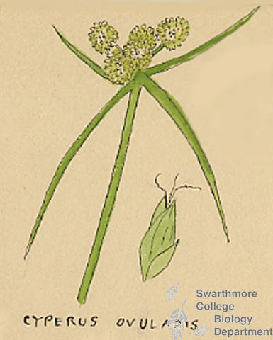 Botanical drawing of genus Cyperus and species ovularis