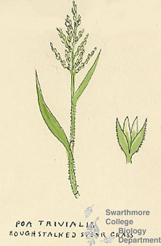 Botanical drawing of genus Poa and species trivialis
