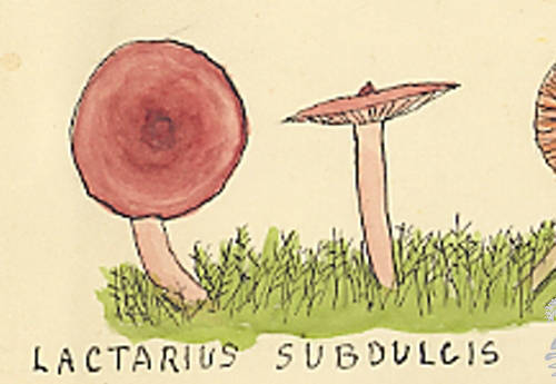 Botanical drawing of genus Lactarius and species subdulcis